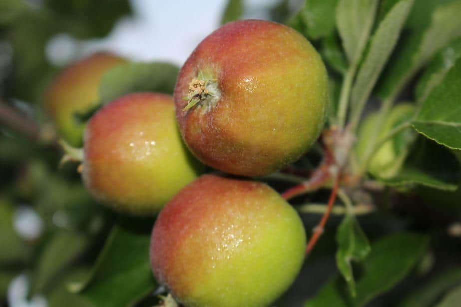 Zdrowie roślin w dobie zmian klimatu