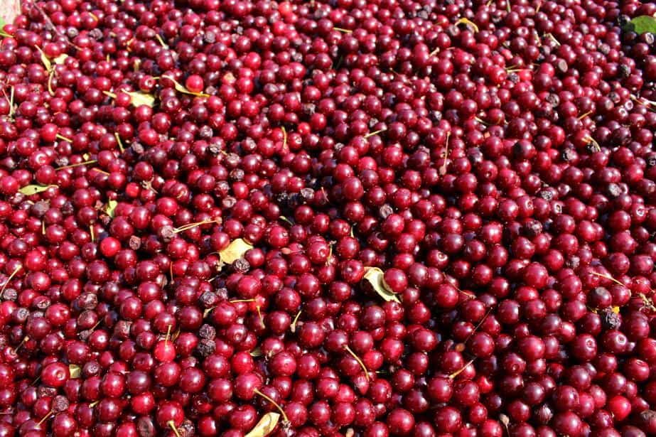 Wiśnia na tłoczenie staniała o 50 groszy