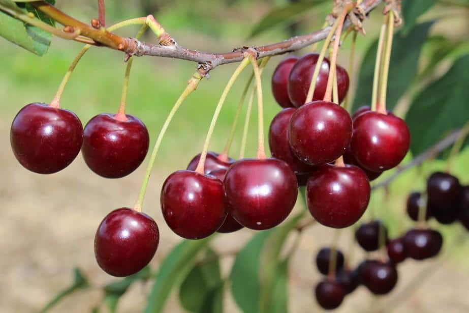 Jakie mogą być ceny wiśni na Węgrzech?