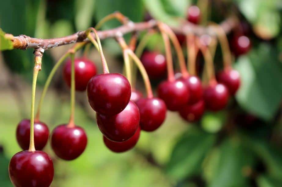 Döhler podał gwarantowane stawki minimalne na skupowane owoce!