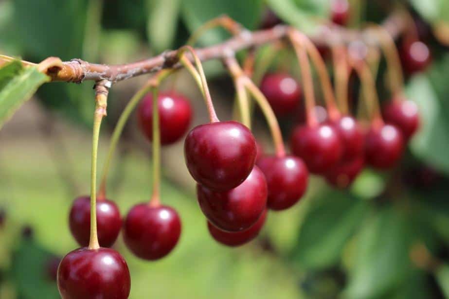 Cena serbskich wiśni na mrożenie jeszcze niższa  – 30 dinarów, czyli 1,10 zł/kg