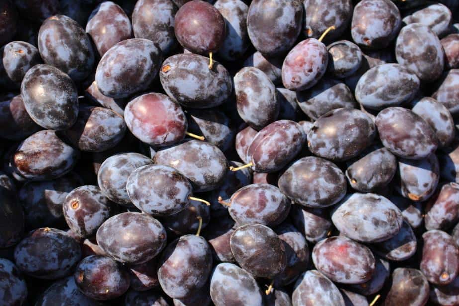 Węgierka nadal w cenie