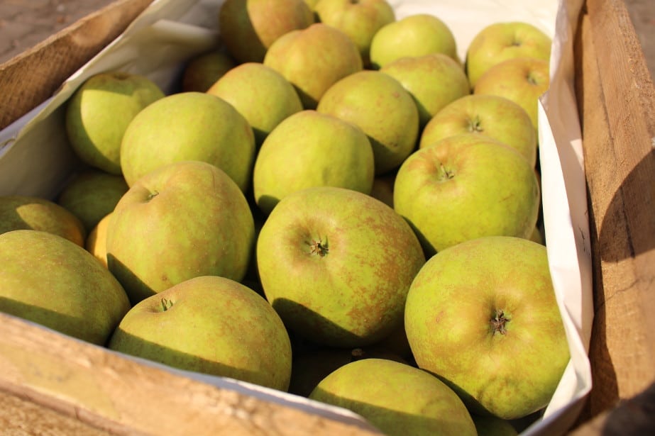 Rośnie zainteresowanie holenderskim Boskoopem