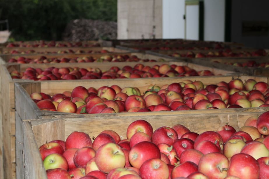 Aktualne ceny jabłek deserowych w grupach producenckich – 17.12.2019
