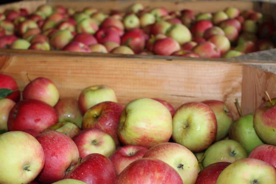 Nie będzie negocjacji w sprawie zniesienia zakazu dostaw jabłek z Białorusi do Rosji