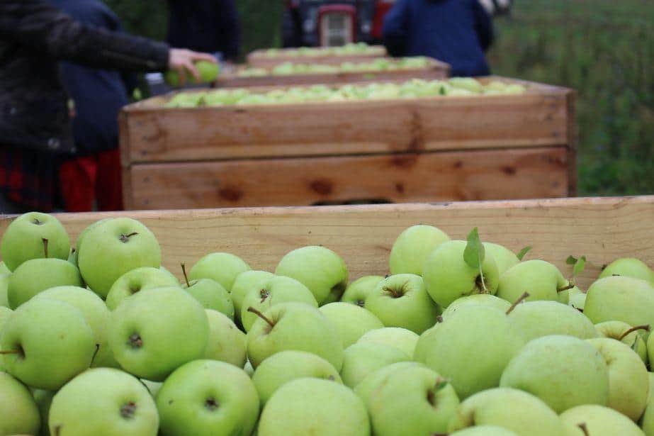 Aktualne ceny jabłek deserowych w grupach producenckich po przerwie