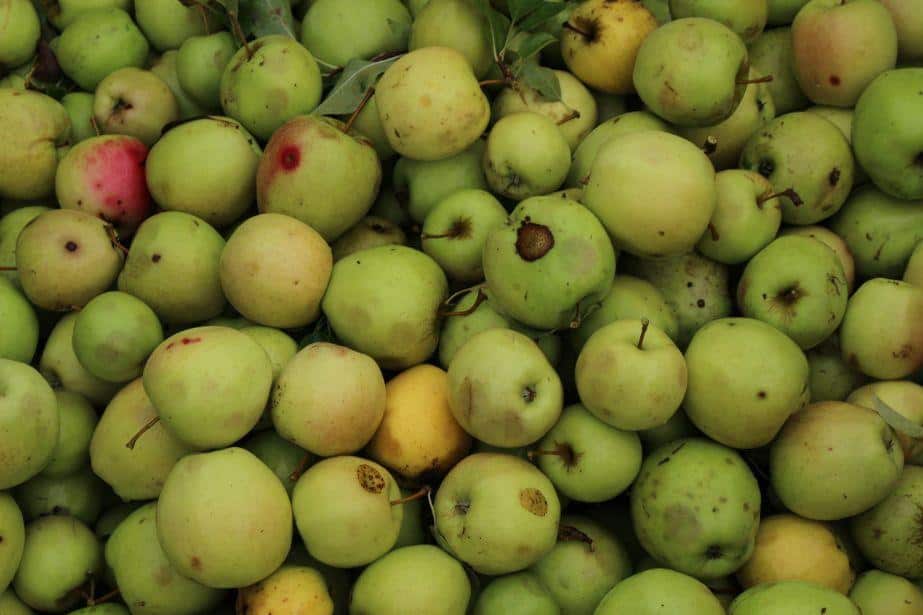 Jabłko przemysłowe drożeje