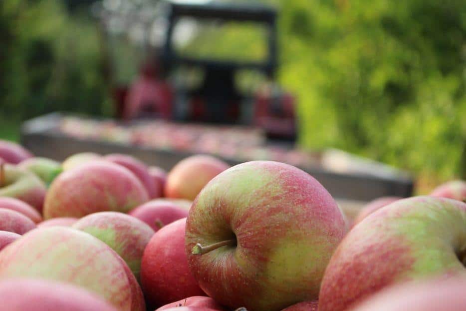 Ceny jabłek w grupach producenckich