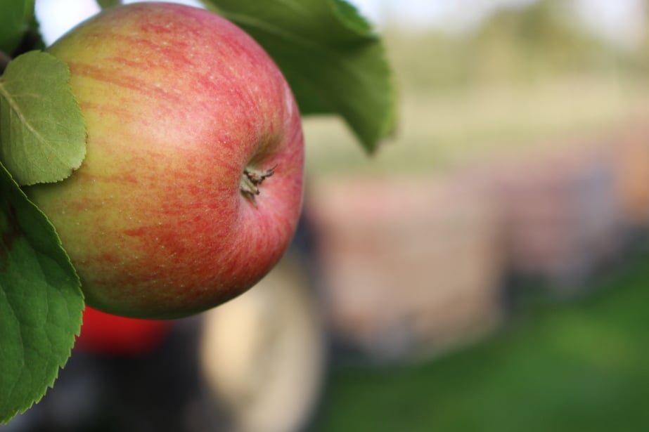Organizacje i stowarzyszenia producenckie wsparciem dla rolników