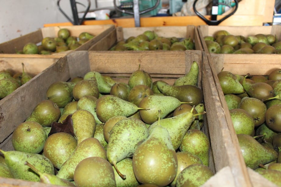 Import gruszek z Holandii coraz większy