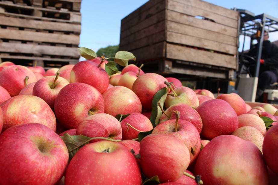 W grójeckim ceny spadają poniżej 0,50 zł/kg. Co przyniesie nowy tydzień?