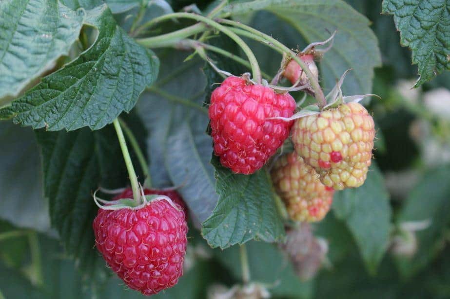 Import z Ukrainy może być nieopłacalny?