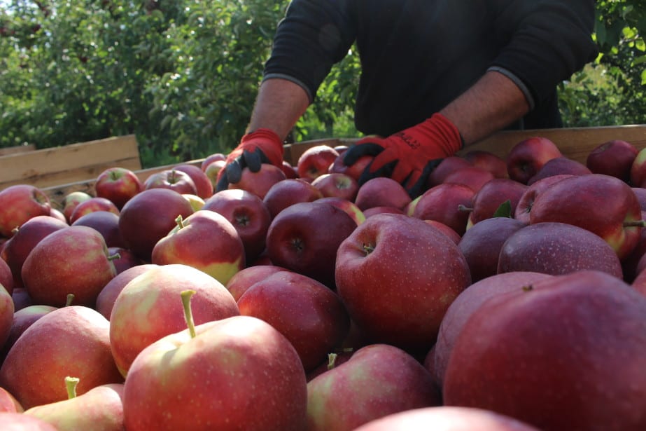 Przegląd cen jabłek w grupach producenckich 