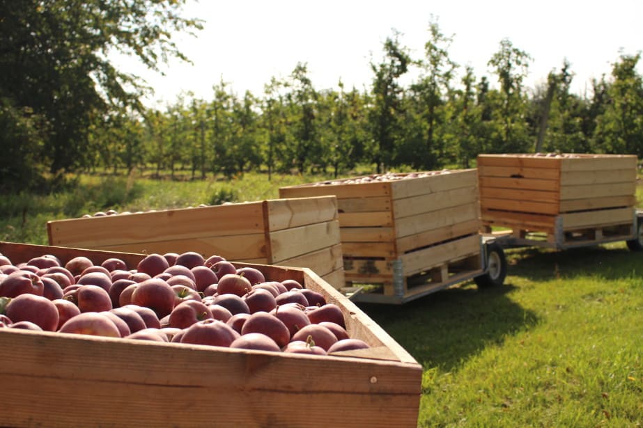 Przegląd cen owoców w grupach producenckich 