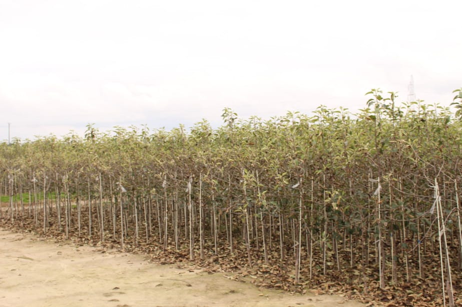 Zabójstwo w gospodarstwie szkółkarskim: Zatrzymano już obywatela Ukrainy