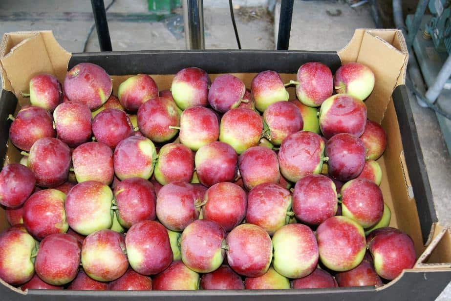 Paulared –  już 1,70 zł/kg