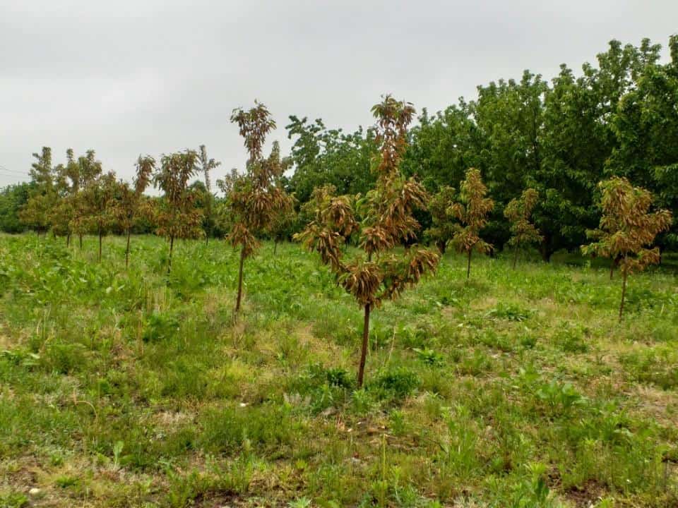 Kto spalił czereśnie?