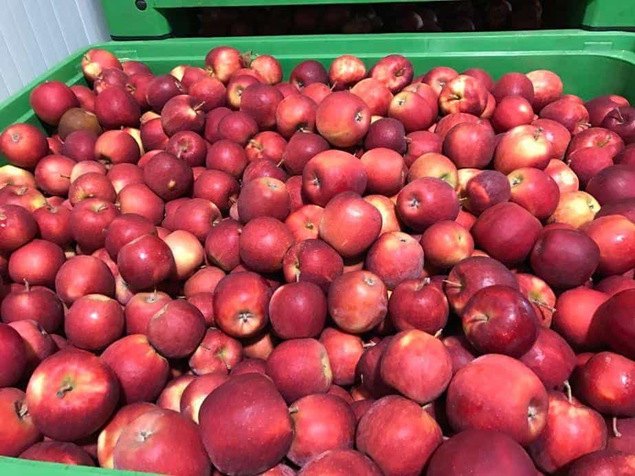 Red Jonaprince – zdarzają się oferty kupna za 1,50 zł/kg