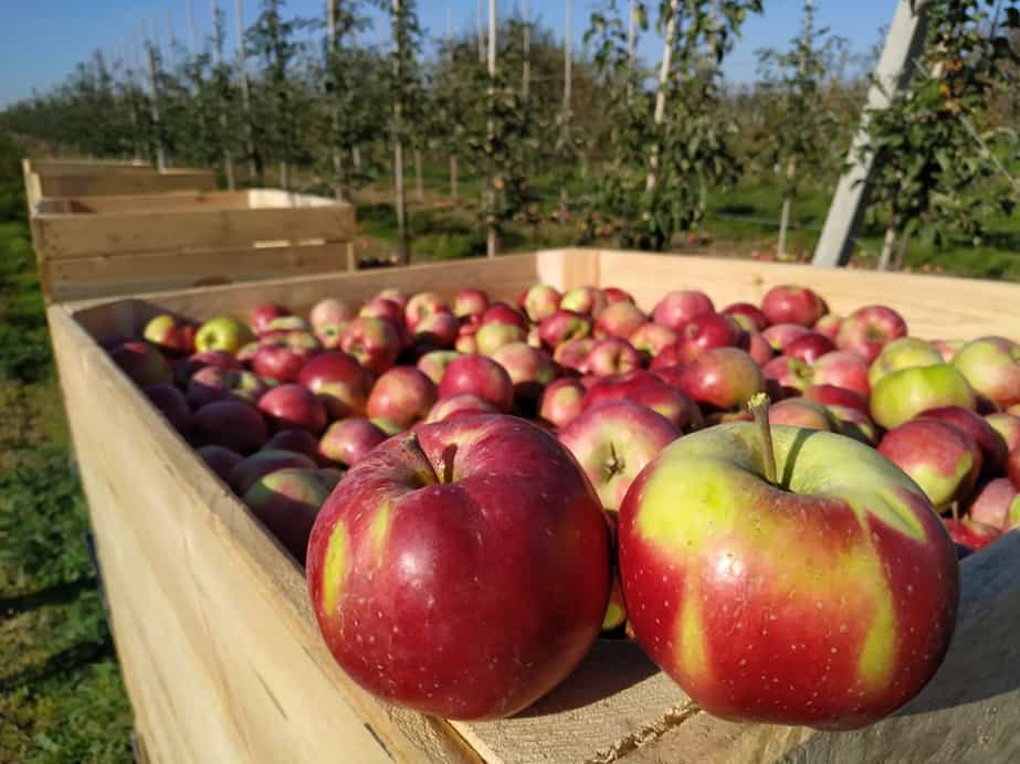 Alwa na Broniszach – popyt i ceny