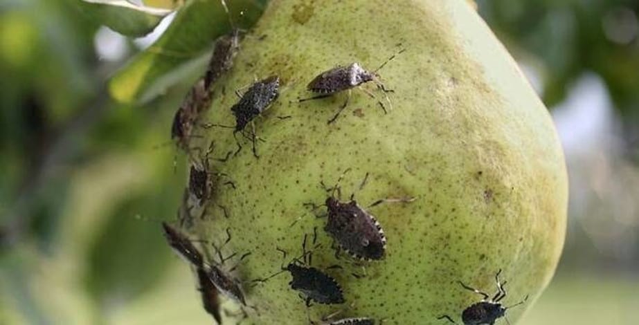 Włosi wciąż szukają rozwiązań do walki z Halyomorpha halys