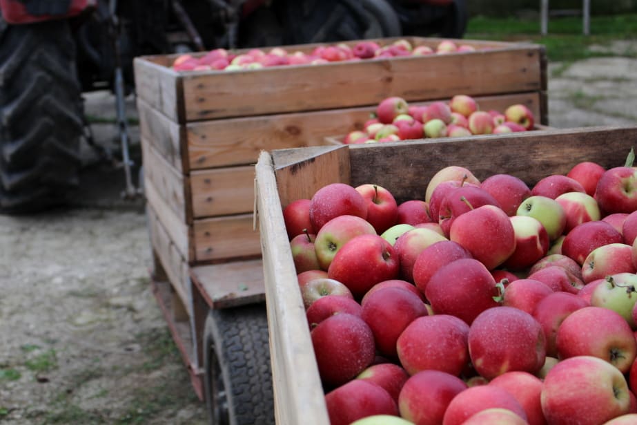 Aktualne ceny jabłek deserowych w grupach producenckich