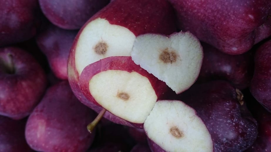 Halyomorpha halys ciąg dalszy