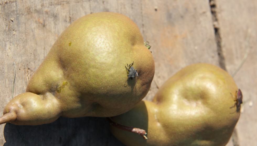 Halyomorpha Halys szybko rozprzestrzenia się w Szwajcarii