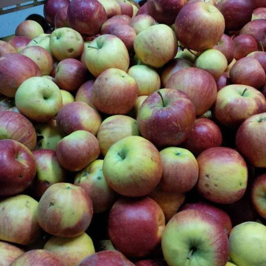 Jak będą przechowywać się jabłka?