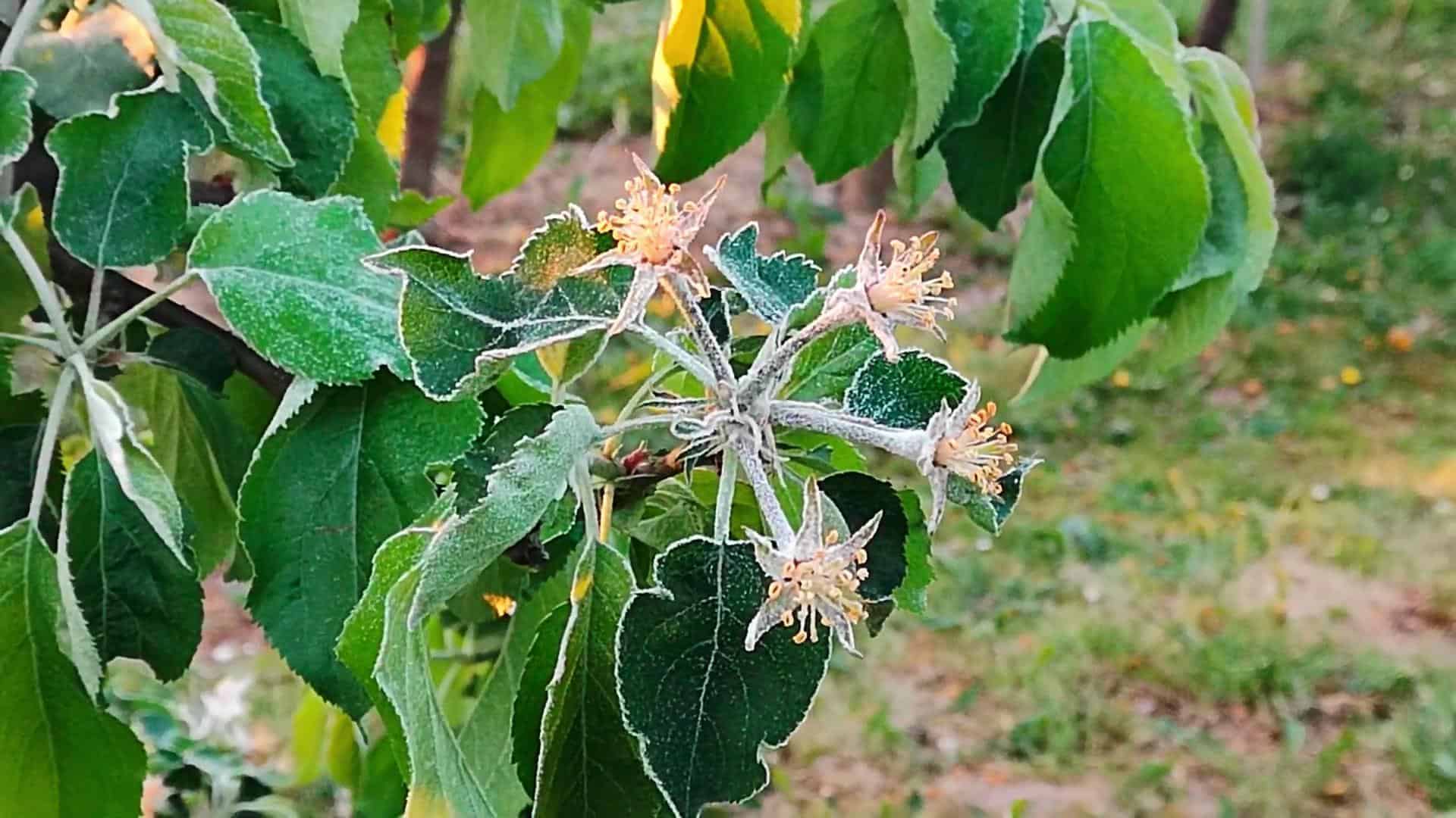 Sady oszronione –  było od -1°C do -4 °C.  