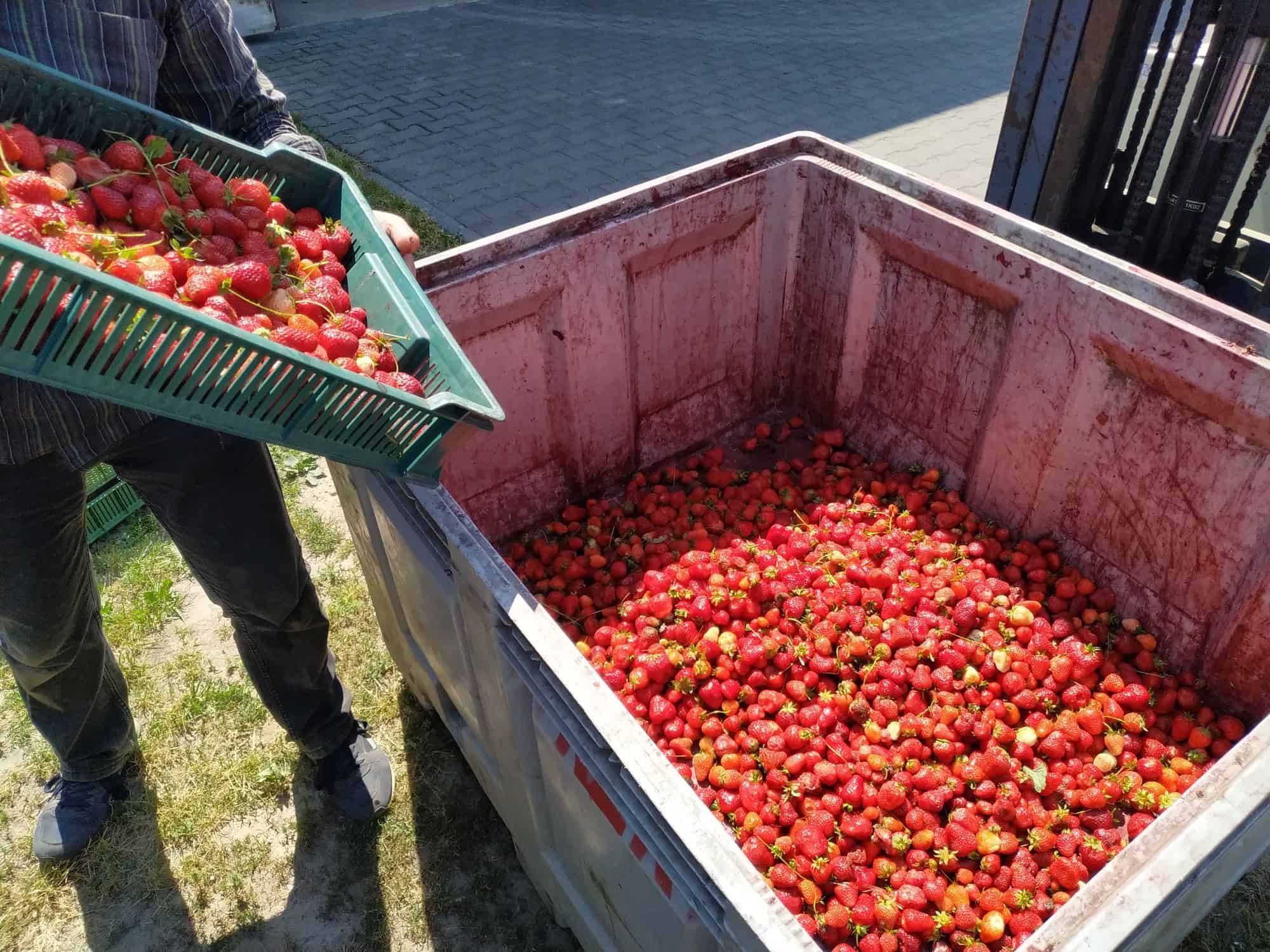 Po ulewach producenci Roxany rezygnują z szypułkowania