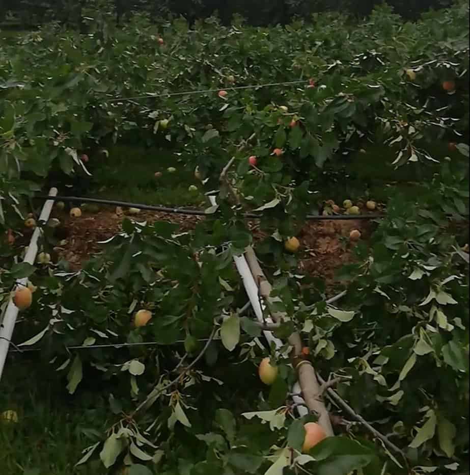 Zniszczone sady w powiecie kraśnickim