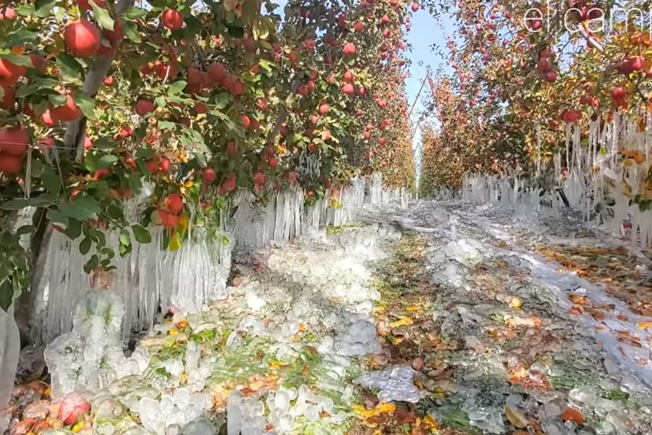 Mróz zaskoczył amerykańskich sadowników