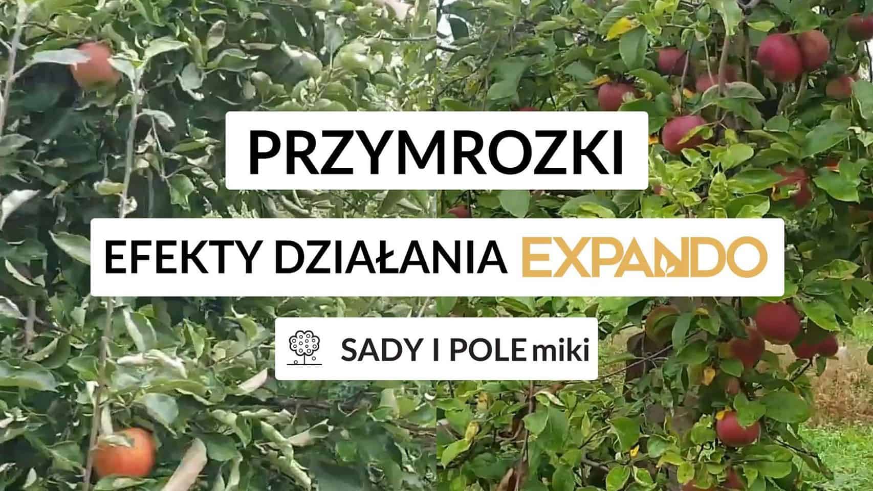 SADY i POLEmiki odc. 58 Wyniki doświadczeń przymrozki – EXPANDO – Cortland, Rubin, Szampion...