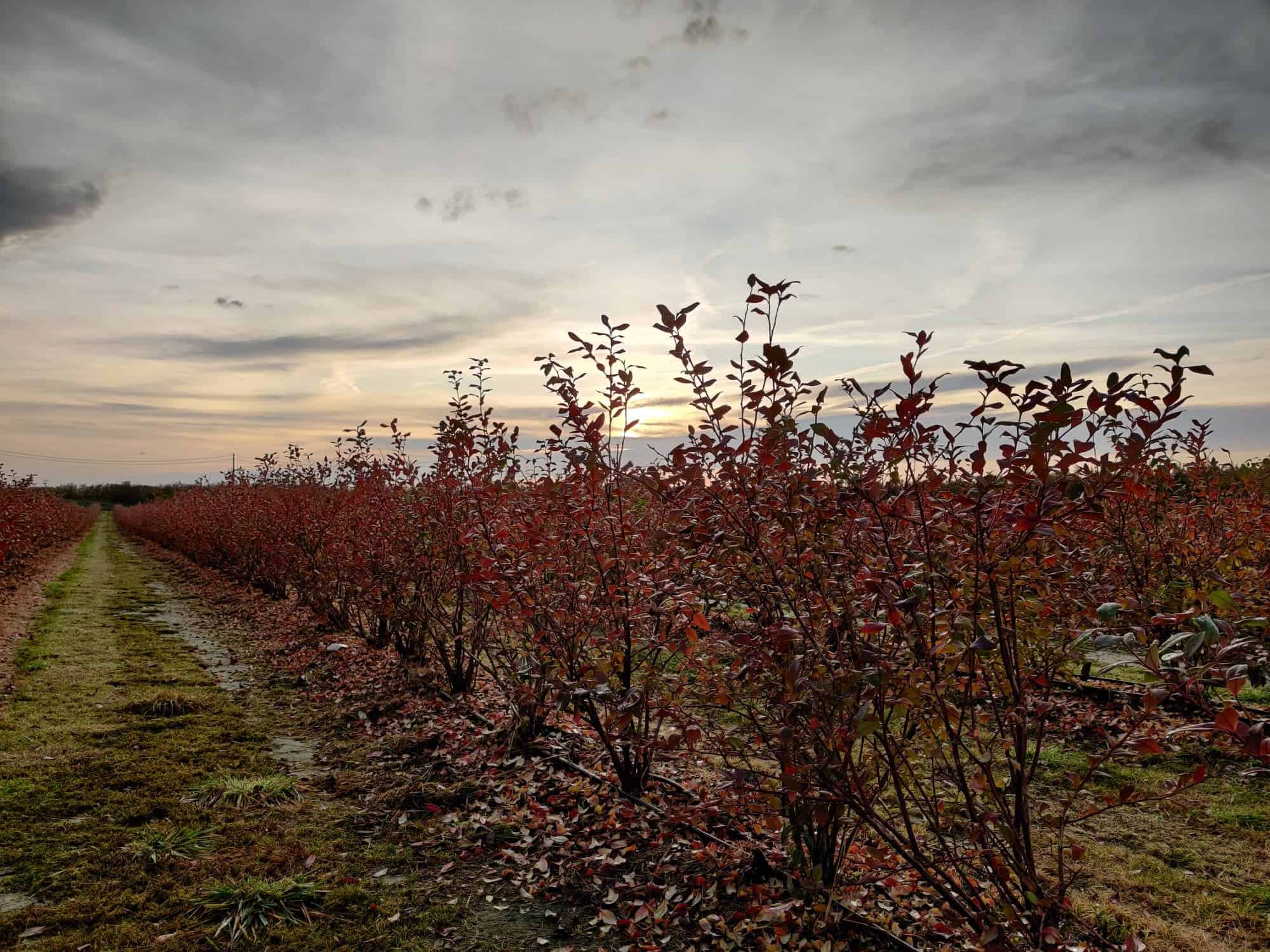 Jesienne zabiegi rzutujące na jakość przyszłorocznego plonu. Skuteczna metoda dokarmiania borówki wapniem