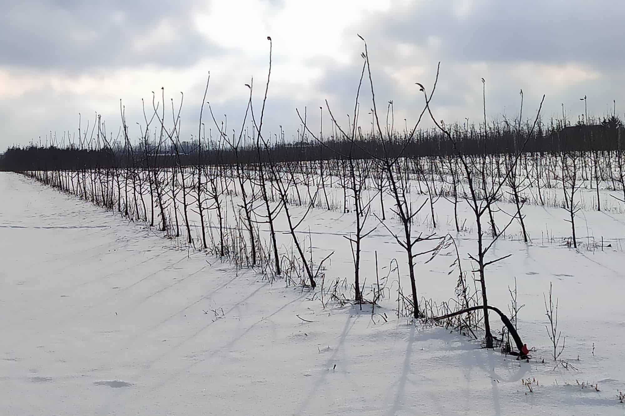 Nadciąga ocieplenie