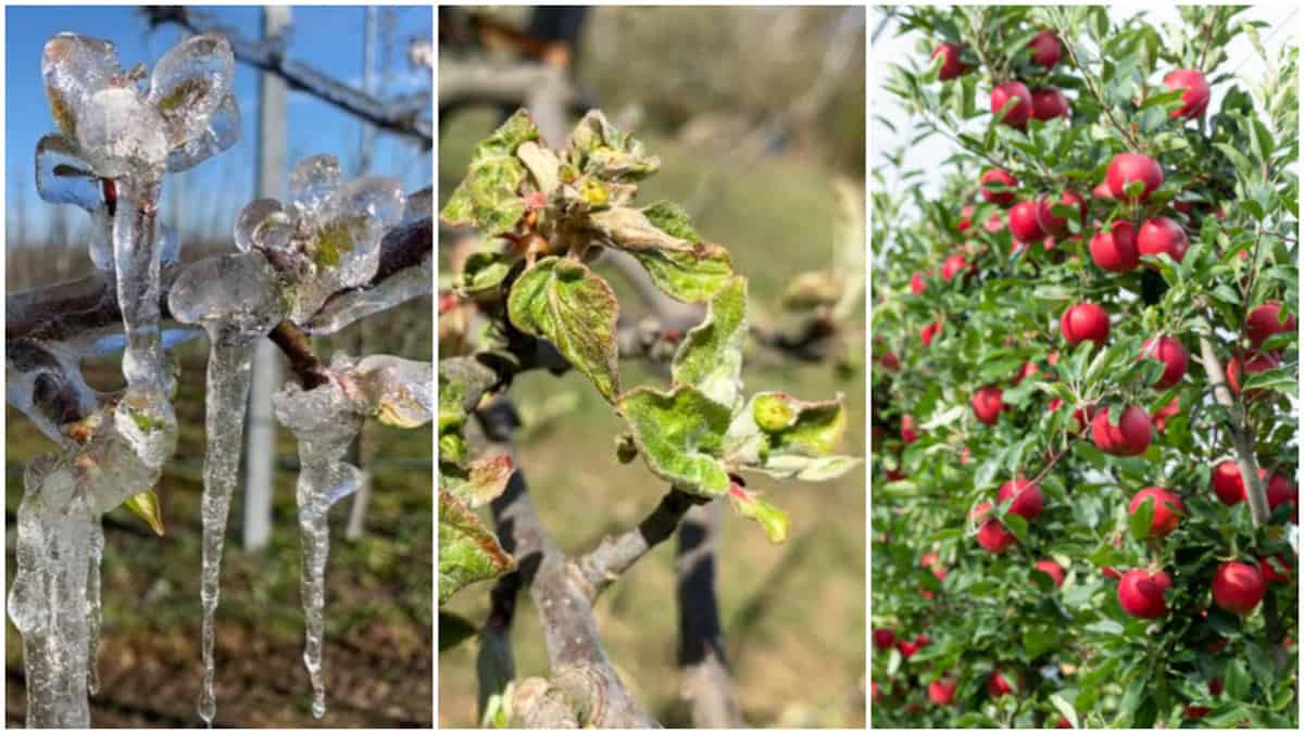 SADY i POLEmiki Podsumowanie sezonu - opóźnienie wegetacji, przymrozki