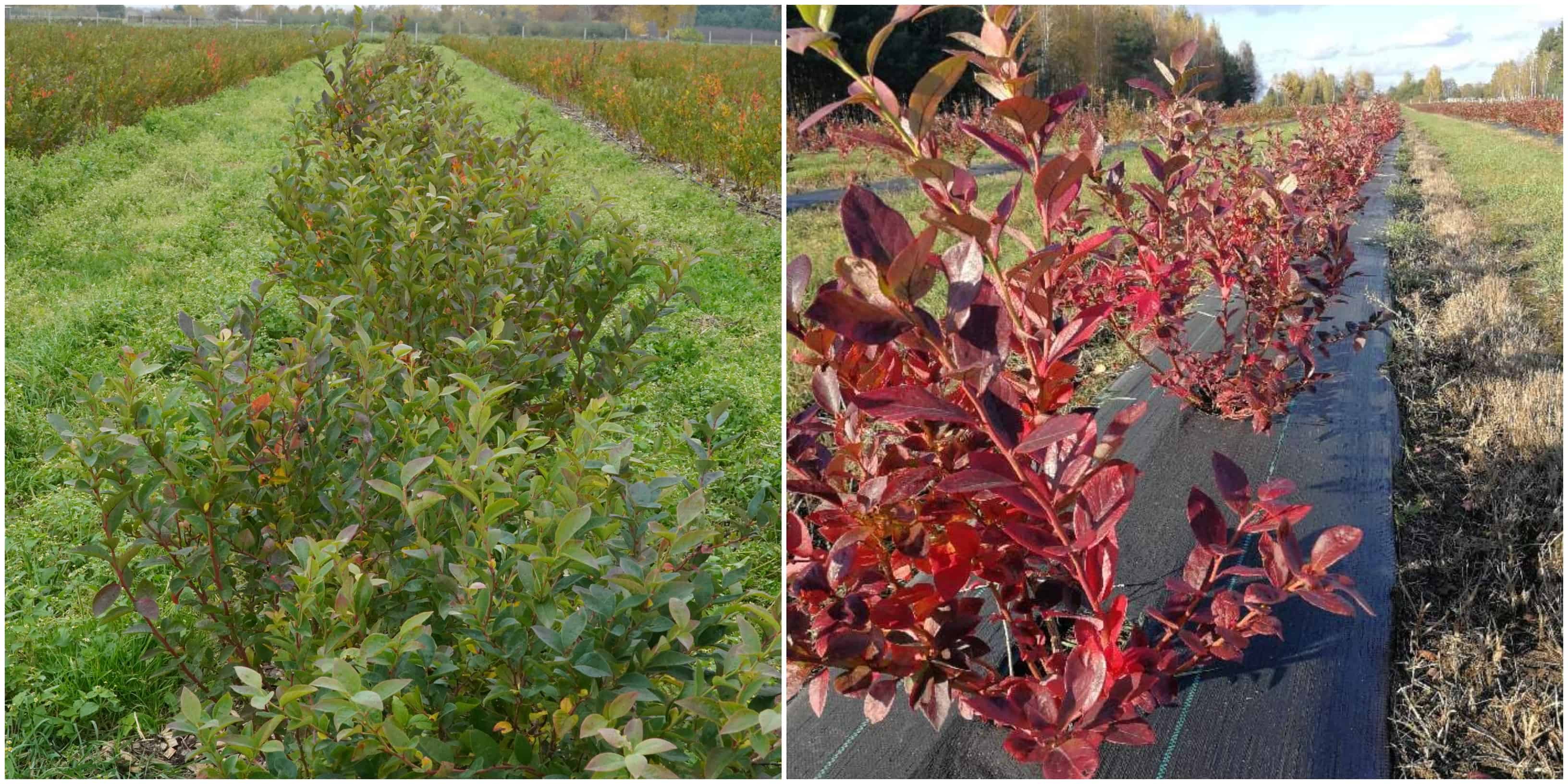 #Komunikat dla borówek – zamykanie wzrostu, Zbigniew Marek, 27.10.2020