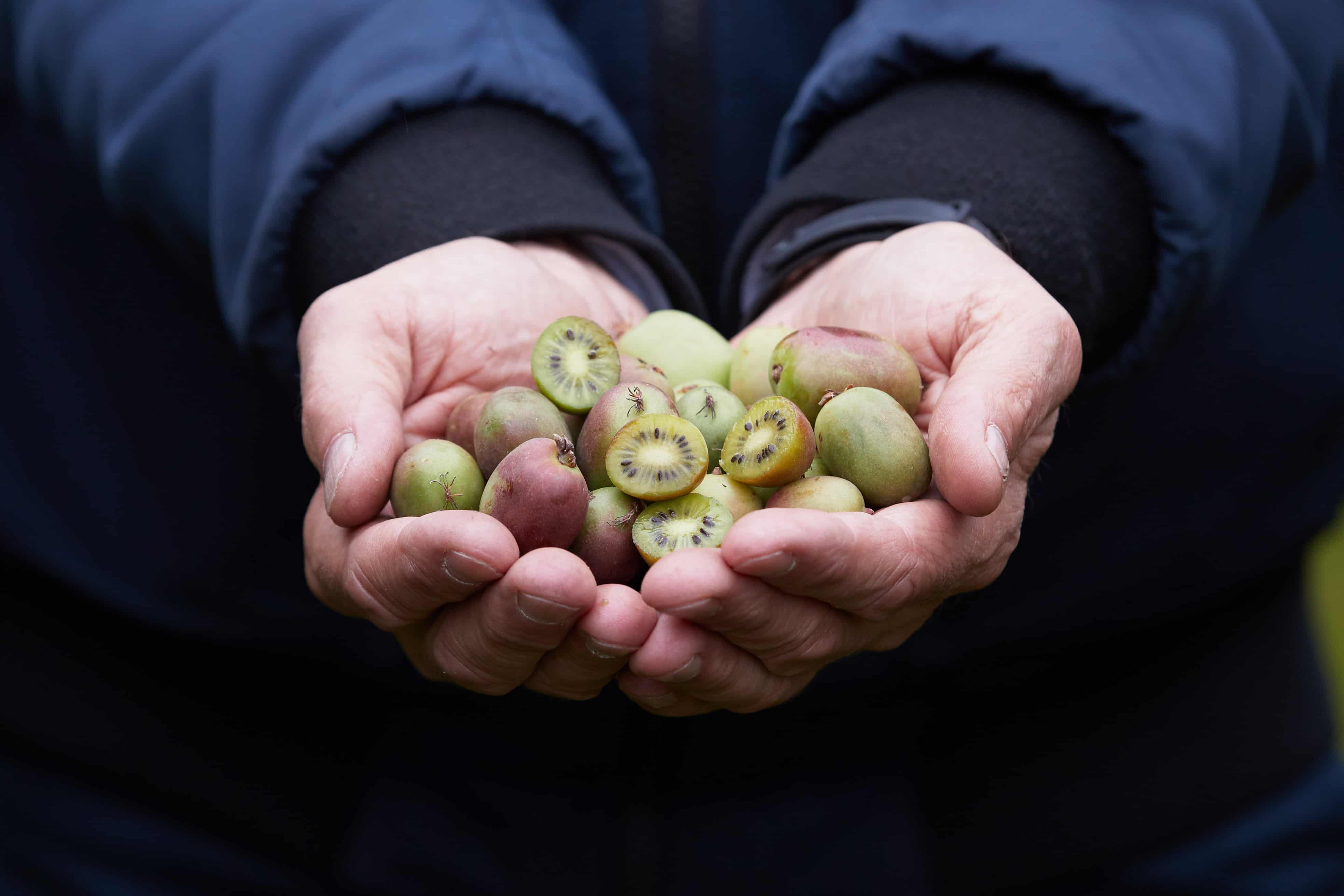 Trwa sezon na owoce MiniKiwi z polskich upraw
