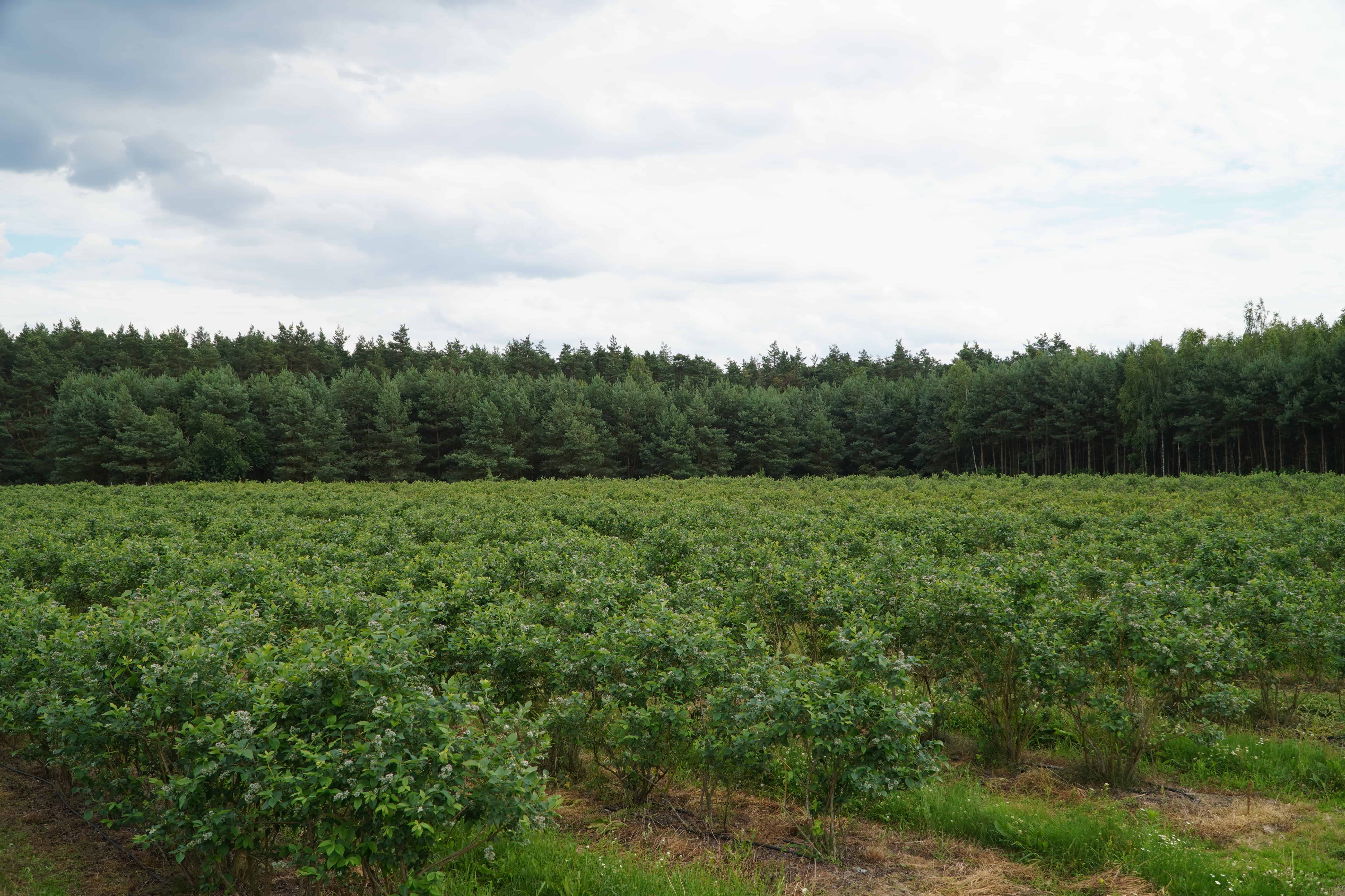 Tegoroczne zbiory owoców jagodowych oceniono na 0,5 mln ton