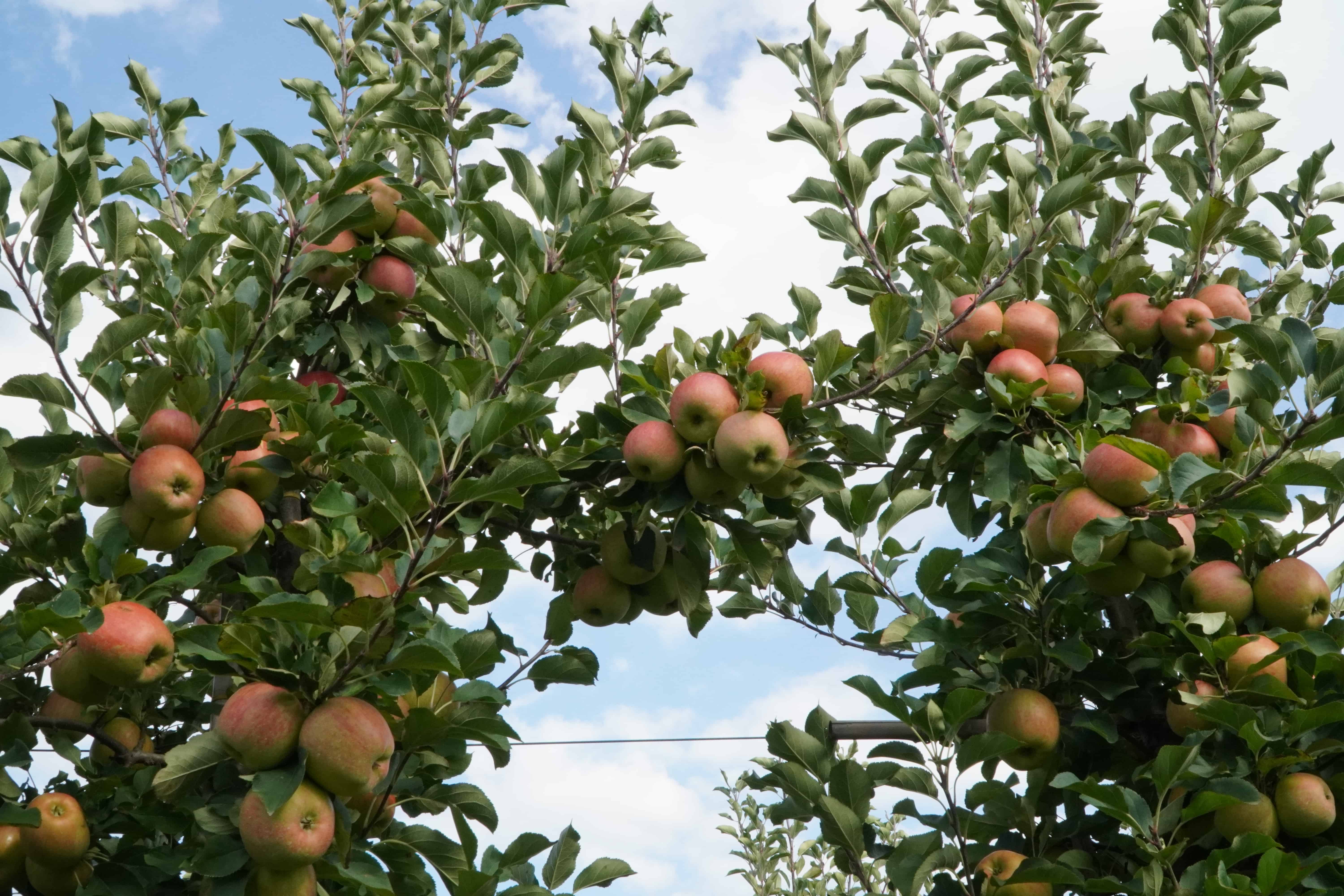 Kradzież ponad 5 ton jabłek. Złodzieje usłyszeli zarzuty 