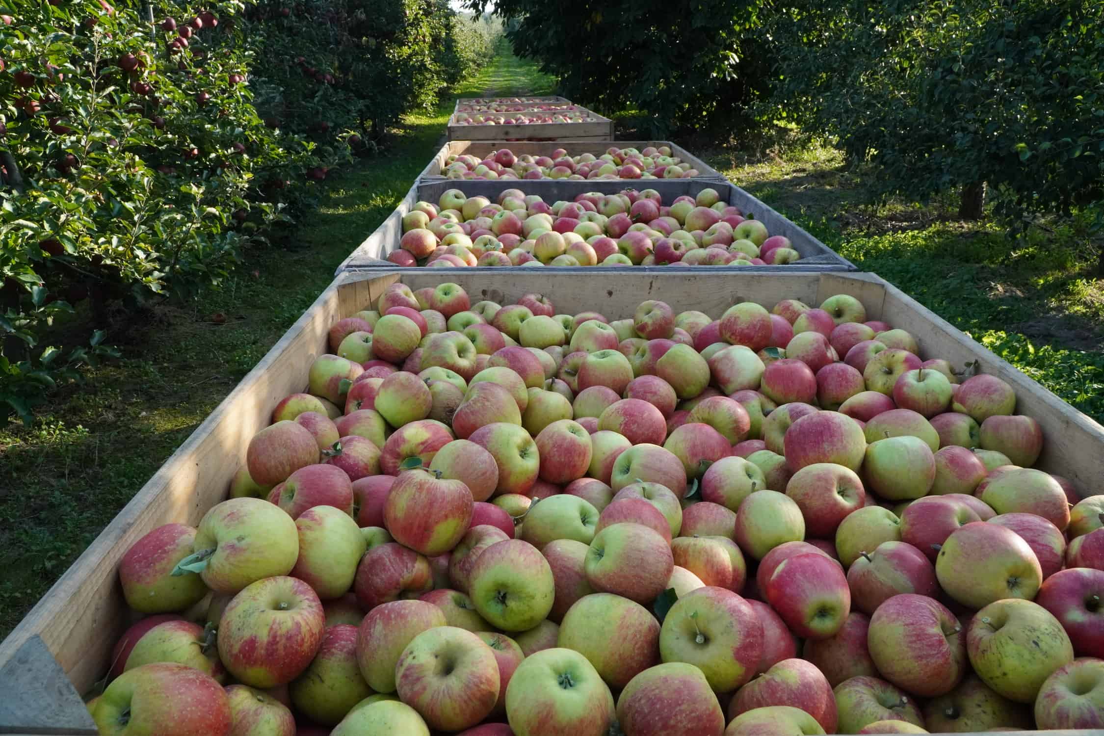 Sadownicy analizują szanse i zagrożenia, jakie niesie kolejny sezon