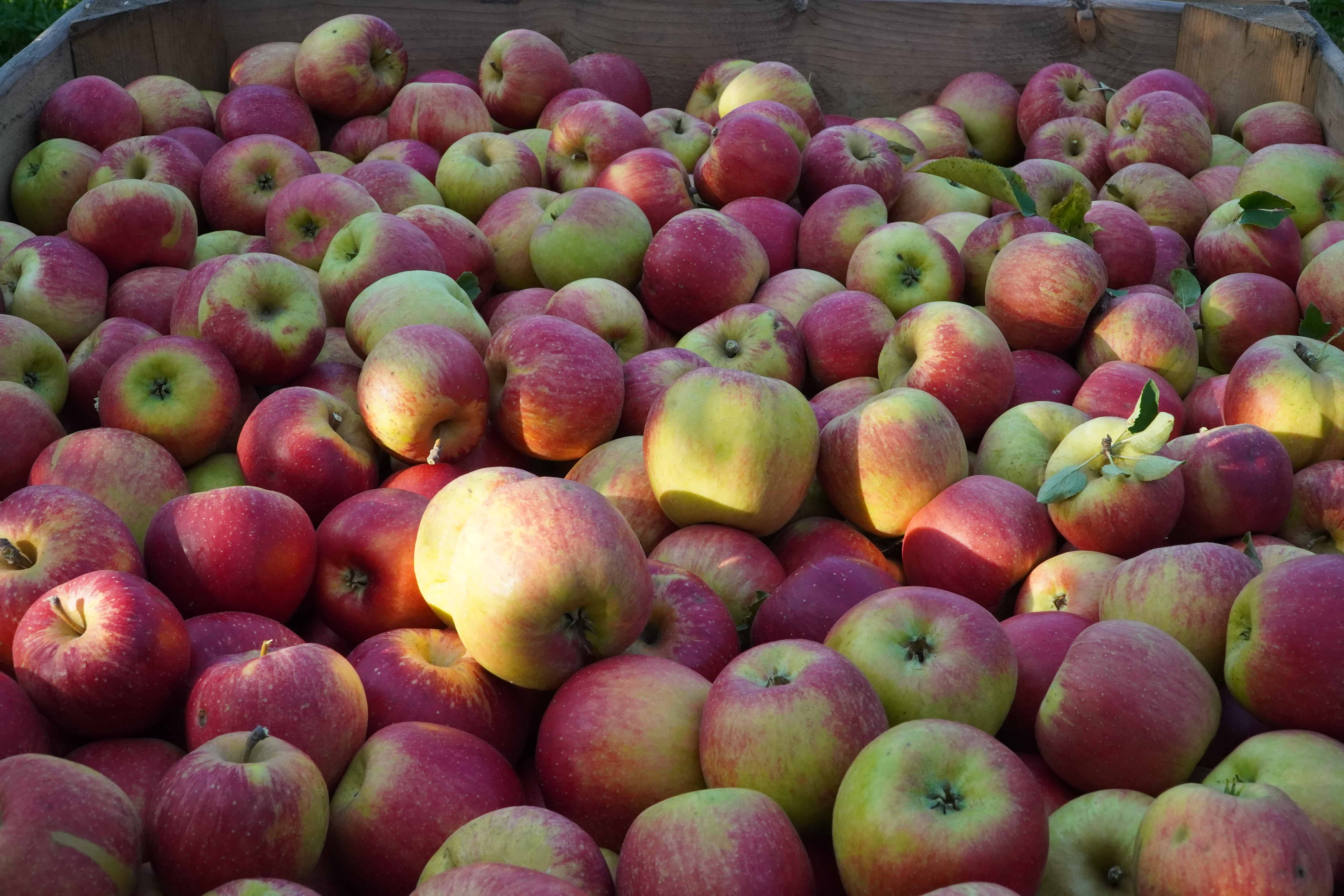 Kto zarabia na polskich jabłkach?