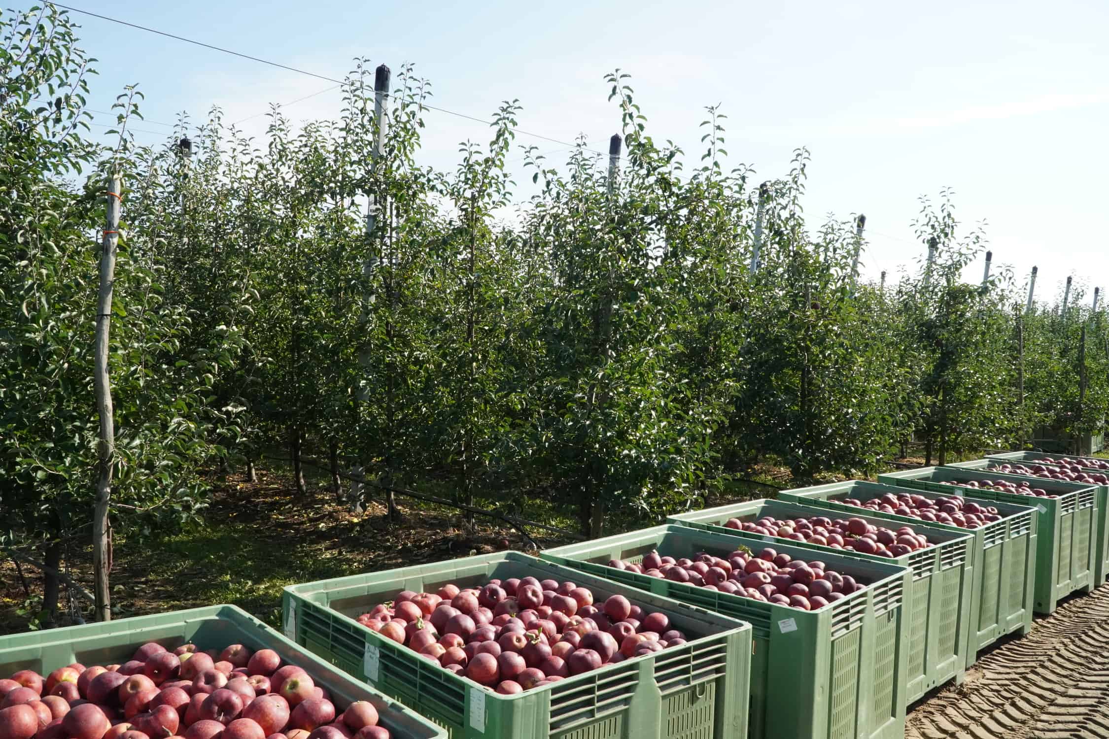 Idą trudne czasy dla rolnictwa towarowego?