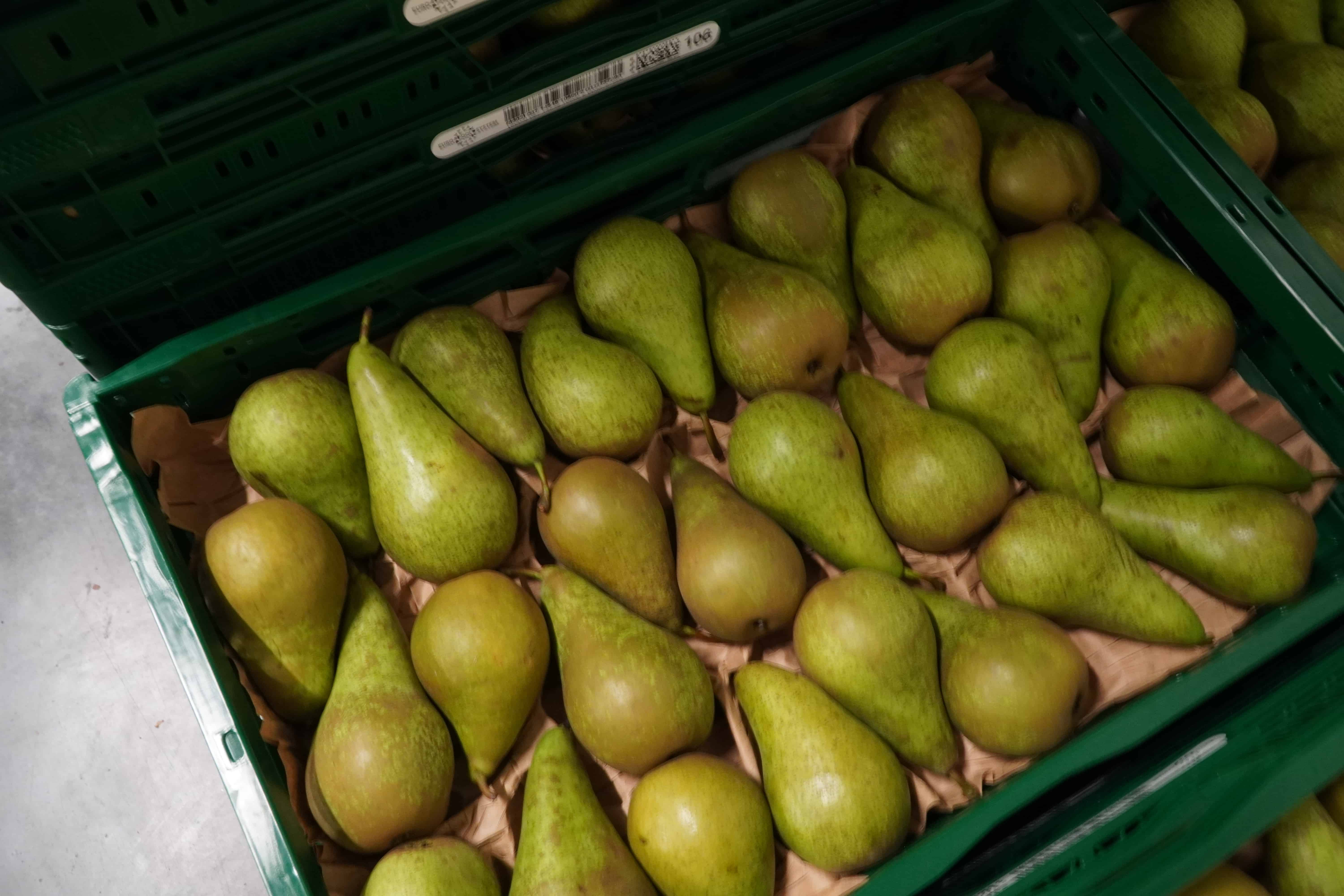 Rosja wprowadza zakaz importu gruszek z Białorusi