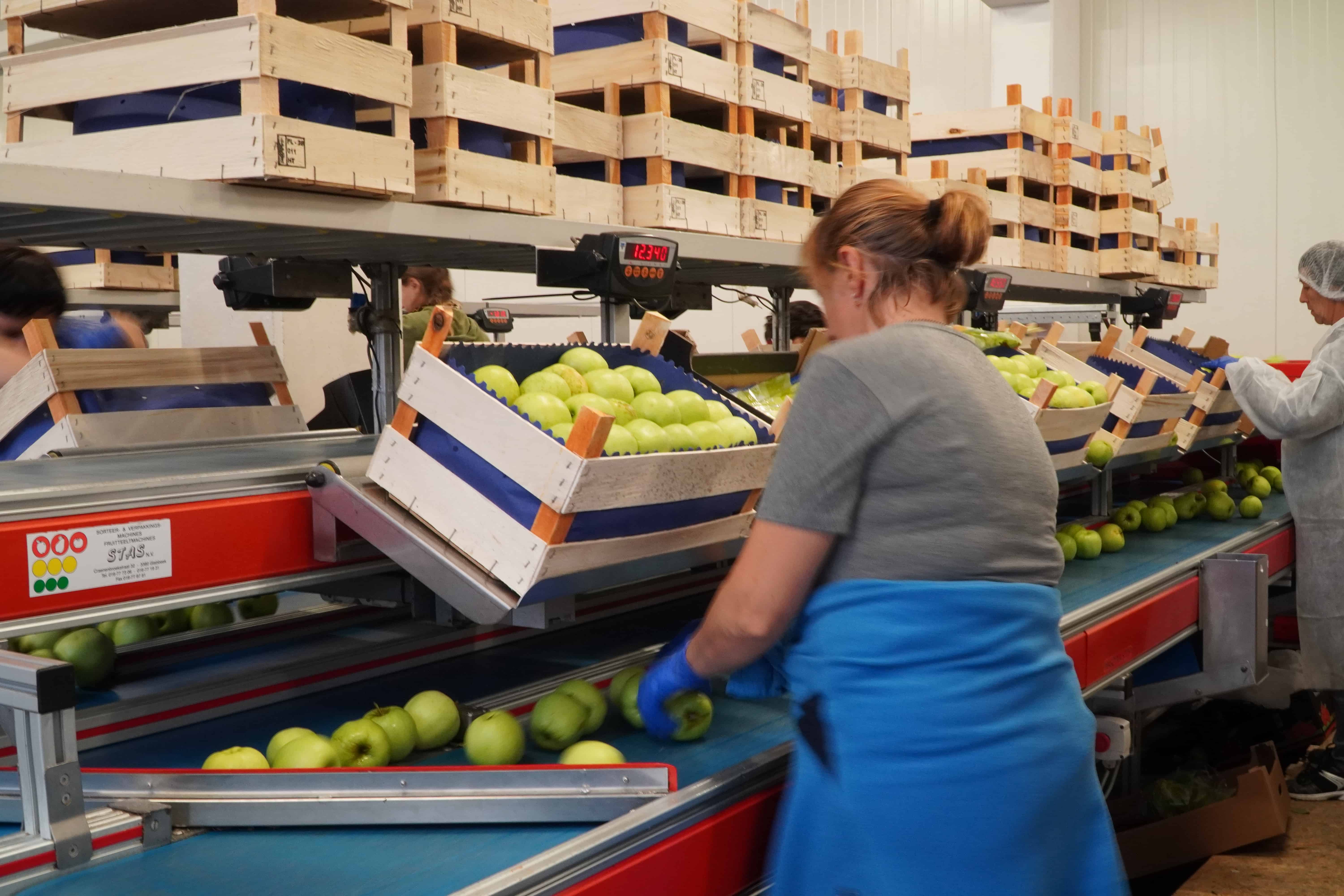 Aktualne ceny jabłek deserowych w grupach producenckich