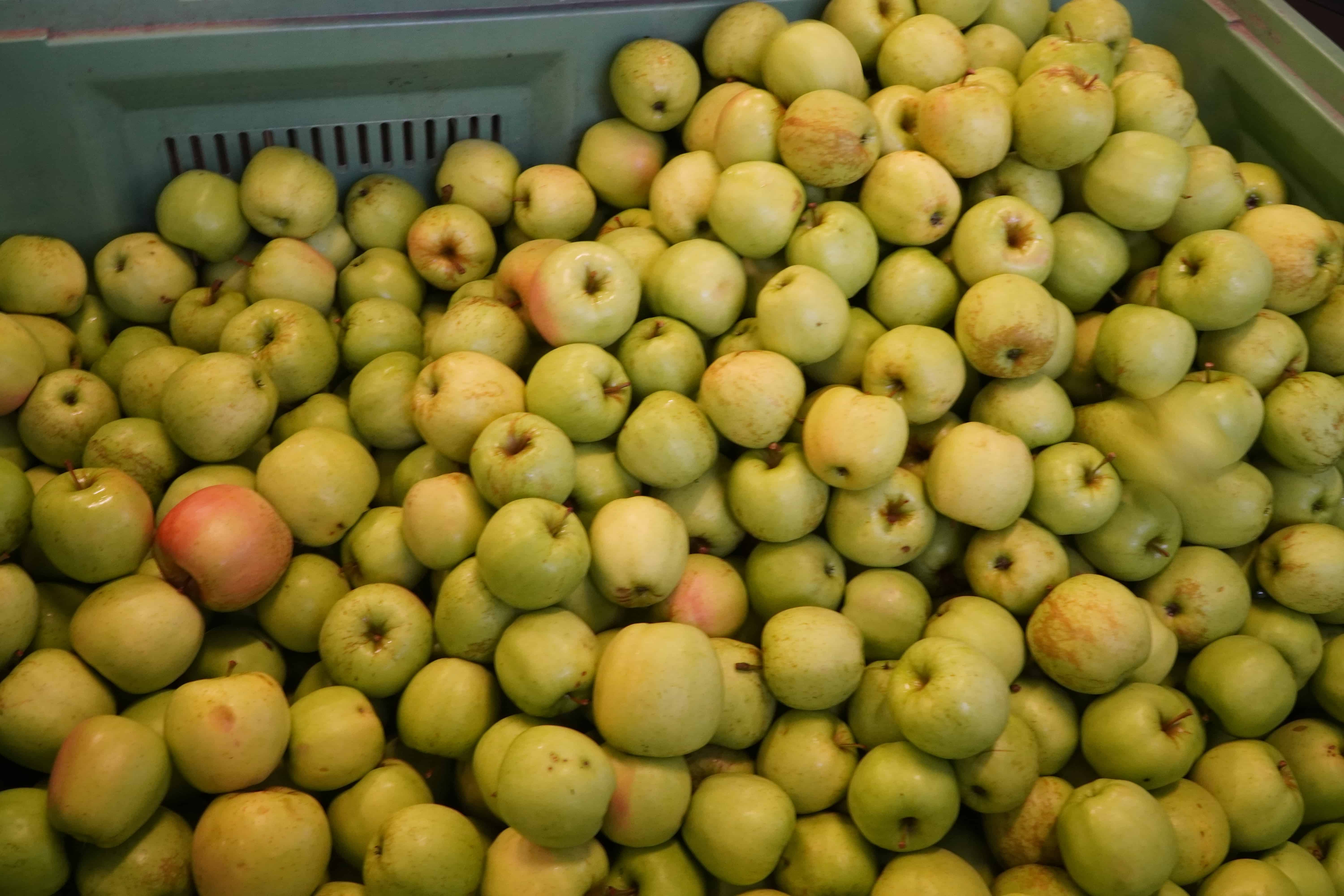 Obniżka ceny jabłka przemysłowego