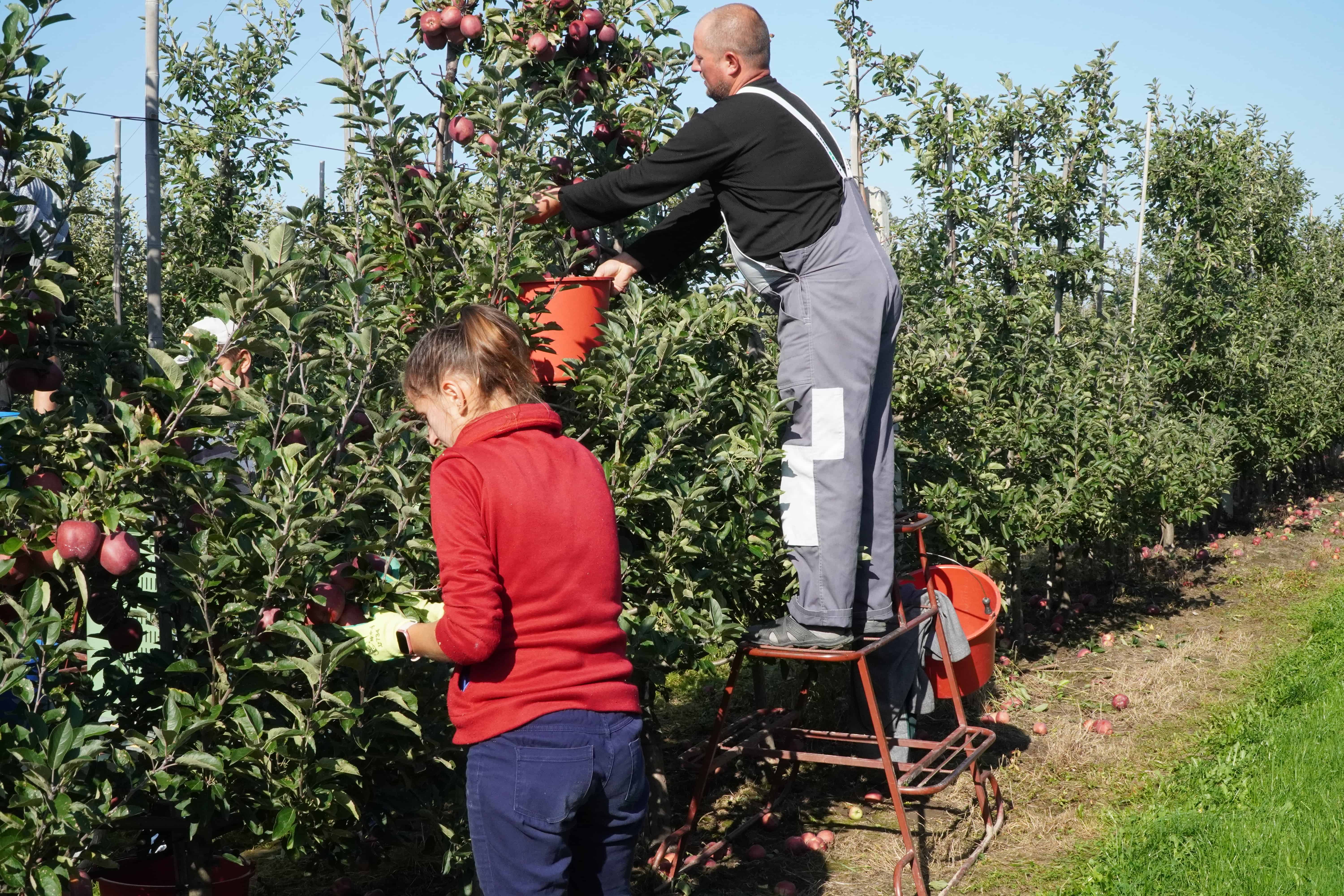 Podzielność składki zdrowotnej za pomocnika rolnika