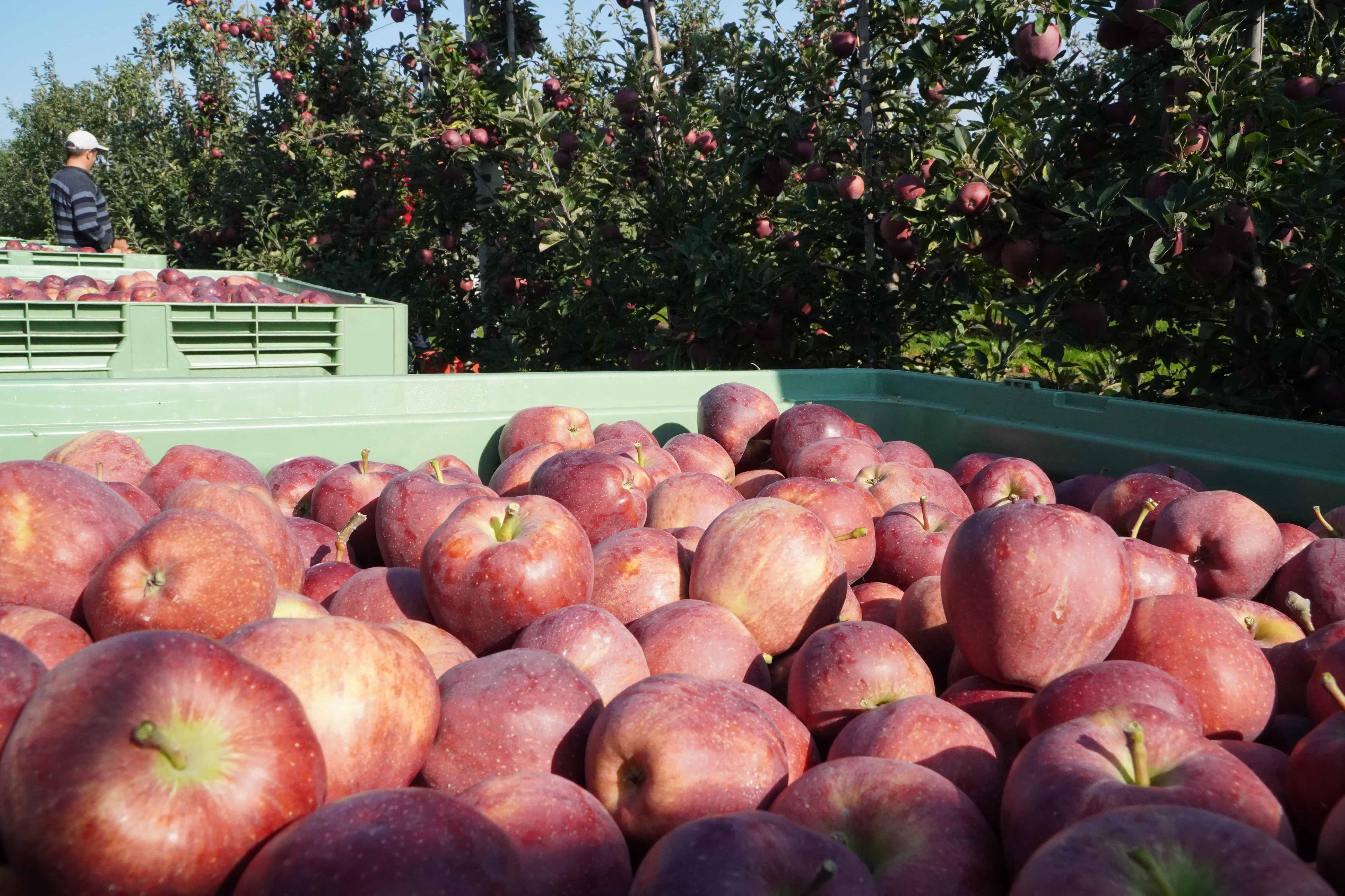 „Spodziewamy się, że produkcja jabłek w Polsce wzrośnie o 17 proc.