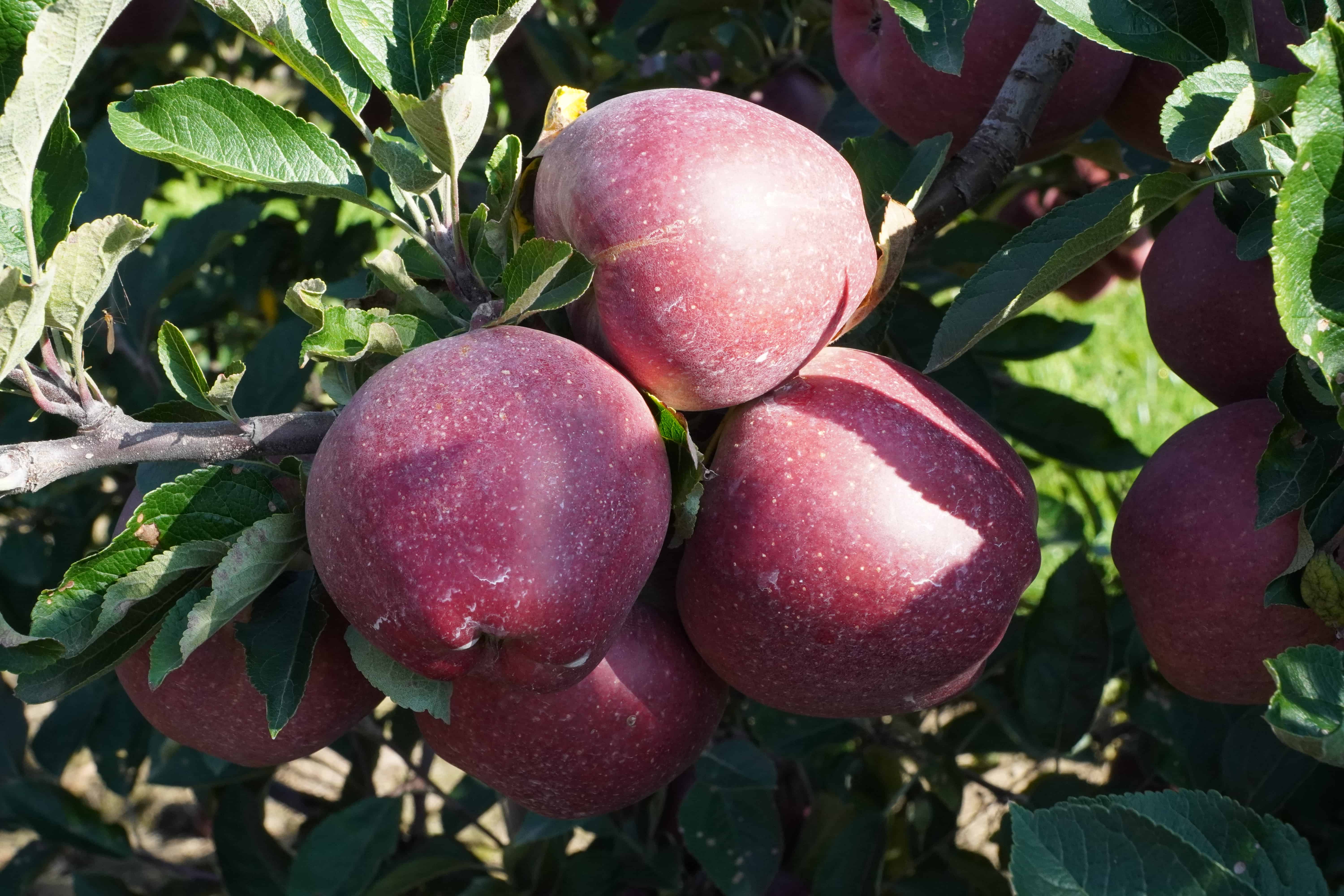 Nowe stawki i zasady naliczania opłat przez PIORIN