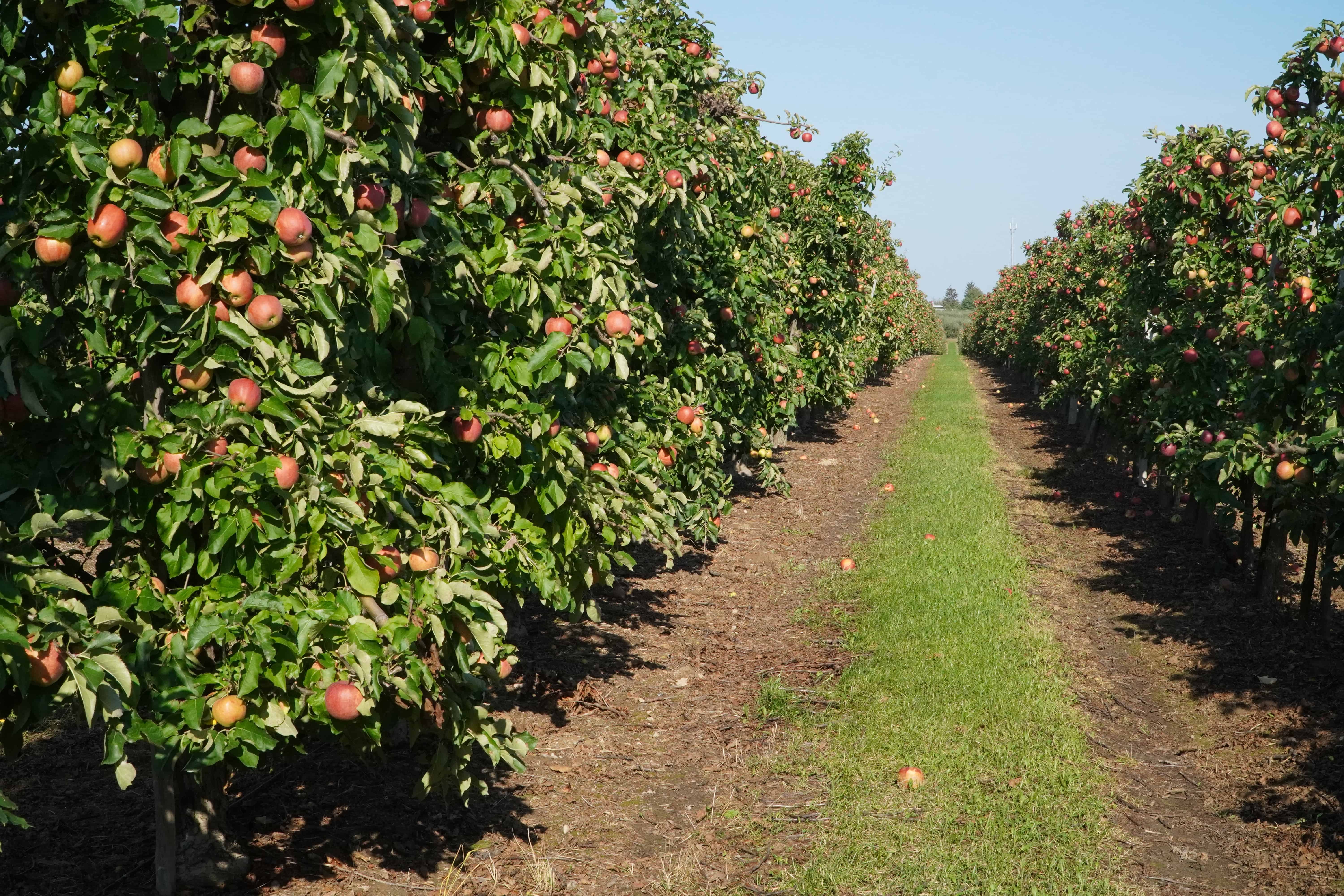 Uruchomienie środków na limity dopłat do kredytów z częściową spłatą kapitału na zakup użytków rolnych